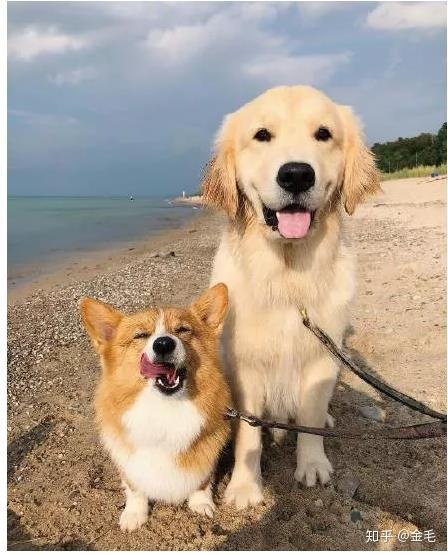 狗狗体型分类:常见的大中小型犬都有哪些 - 知乎