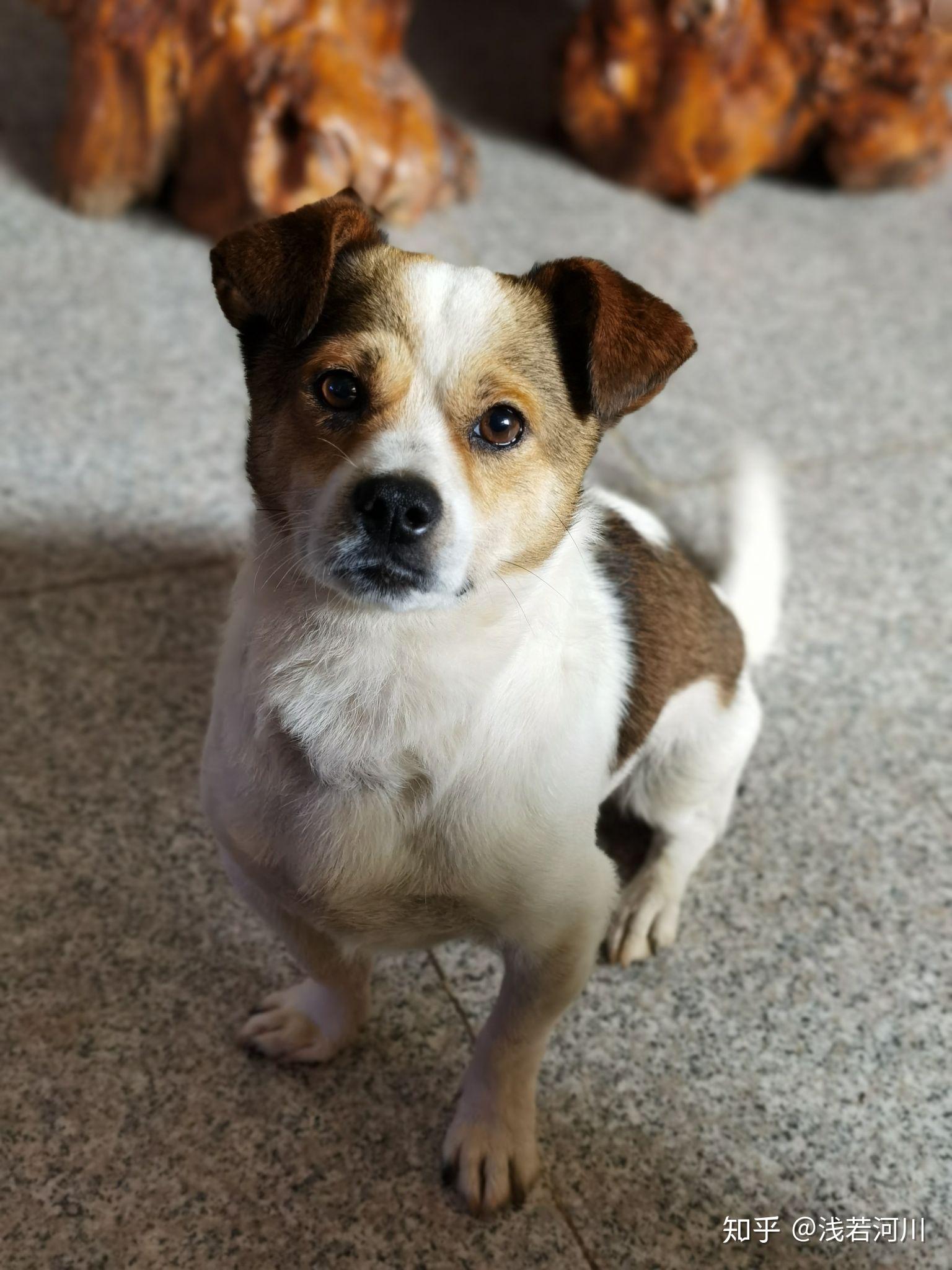 土狗可以当作宠物狗养吗? - 知乎