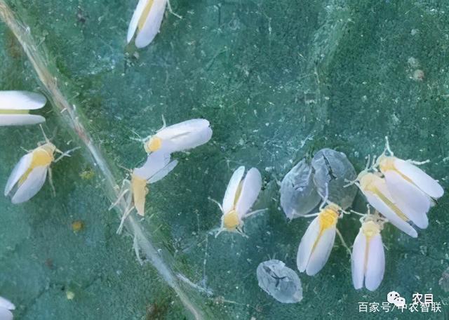 西红柿绿色防治开花坐果期烟粉虱