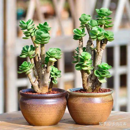 五种容易养成老桩的多肉，新手一养就能成功，而且越养越美！ - 知乎