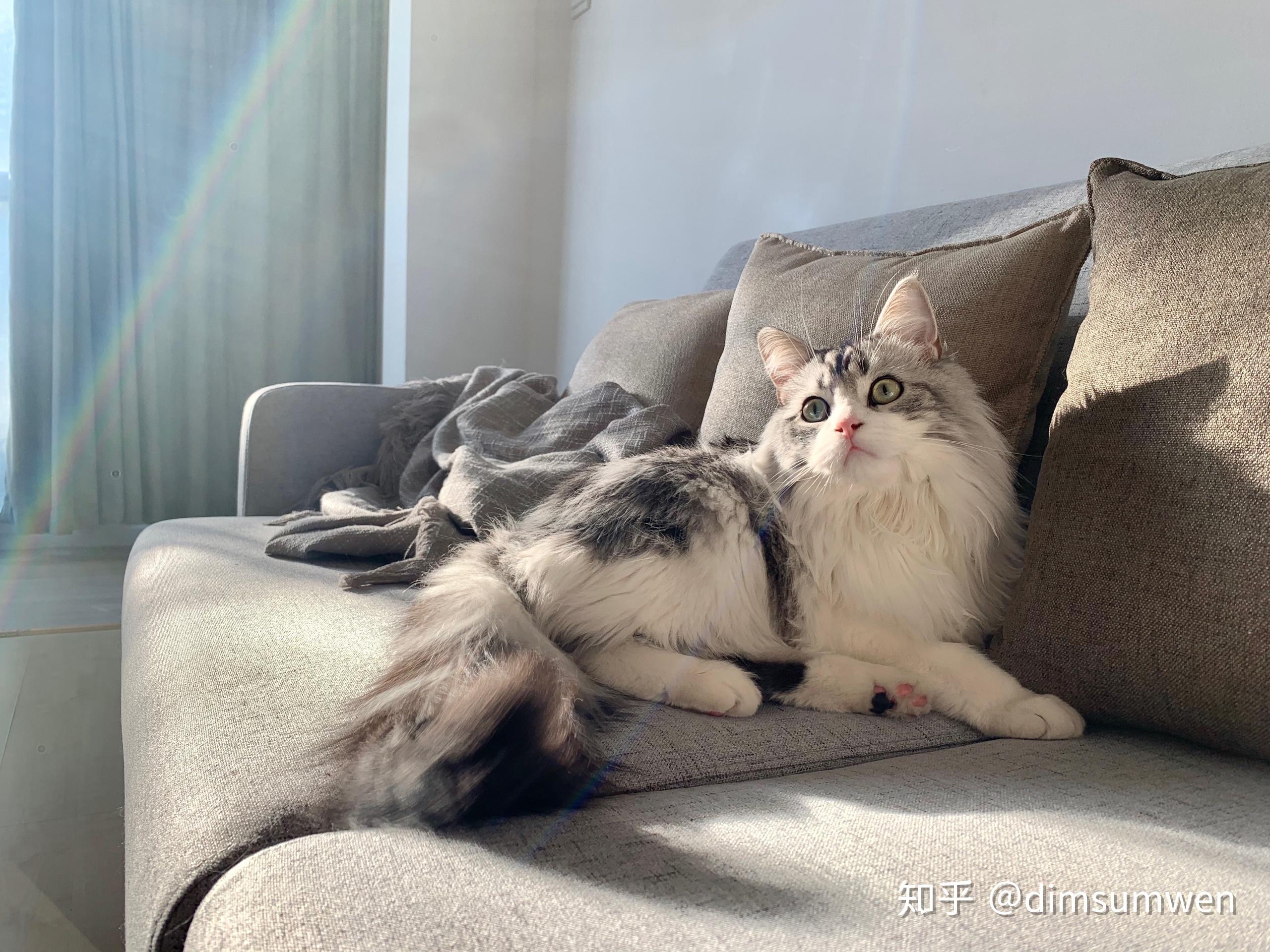 美短返祖什么样子?