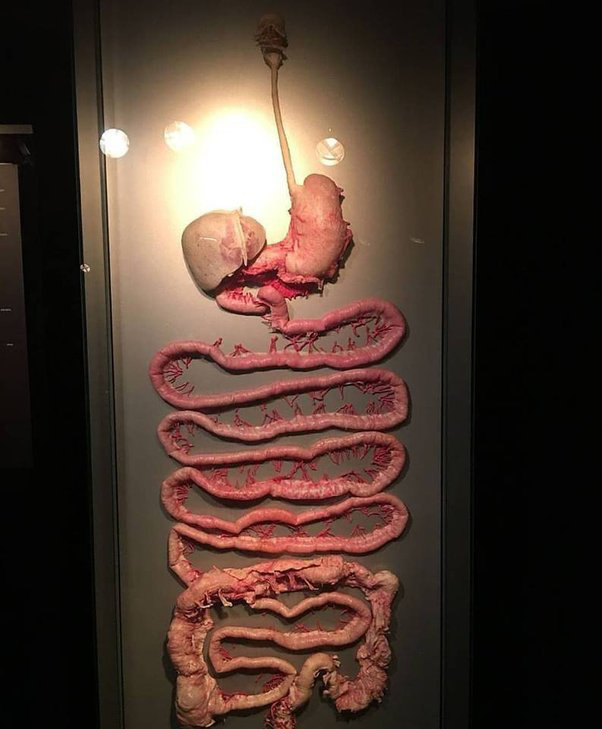 人类最诡异的器官