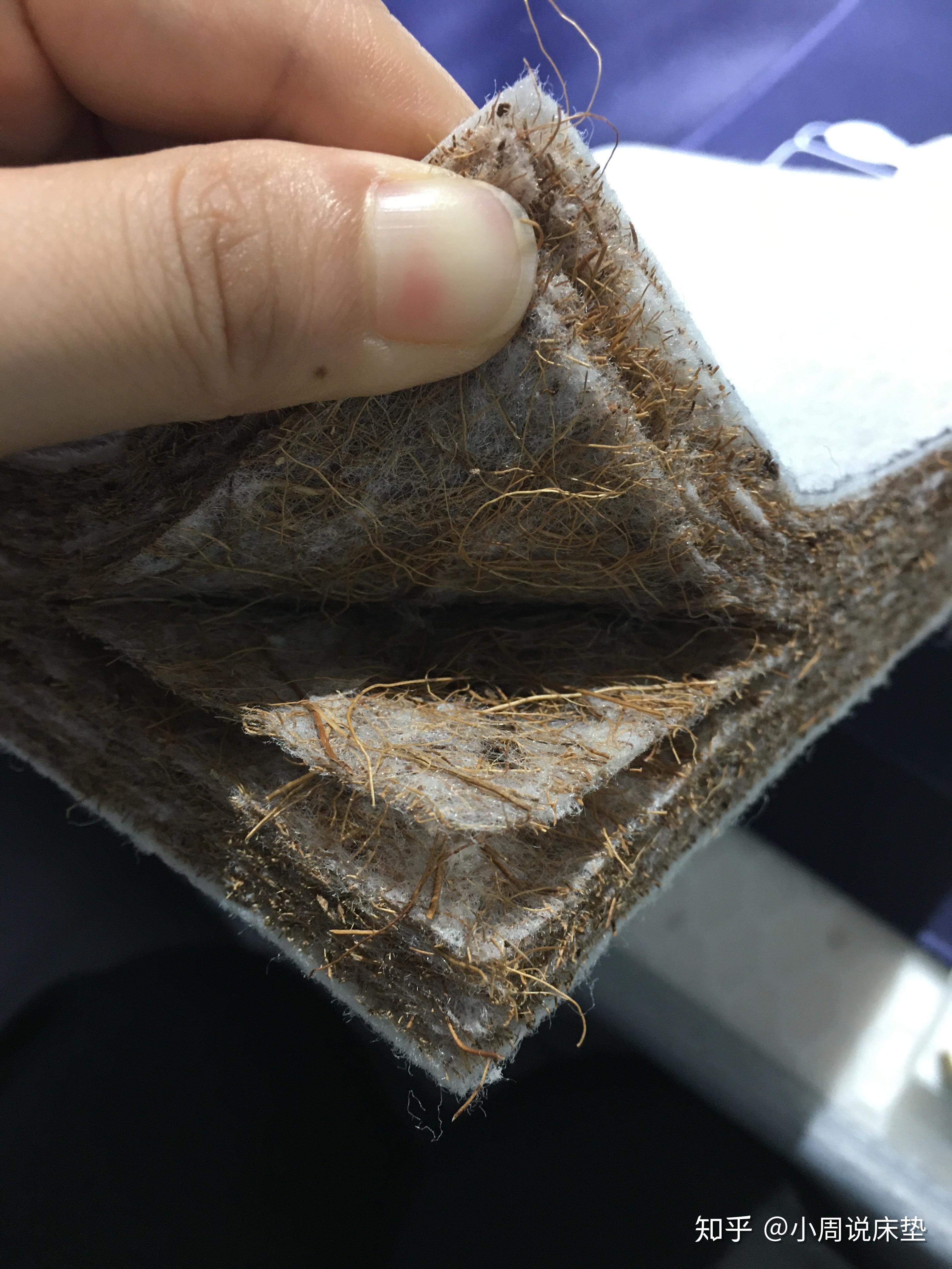 椰棕床垫虫子图片