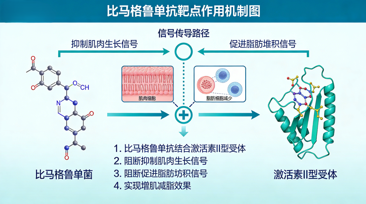卡梅德生物解读减肥新靶点比马格鲁单抗（Bimagrumab，激活素II型受体抑制剂）：减脂同时守住肌肉的潜力路径 - 知乎