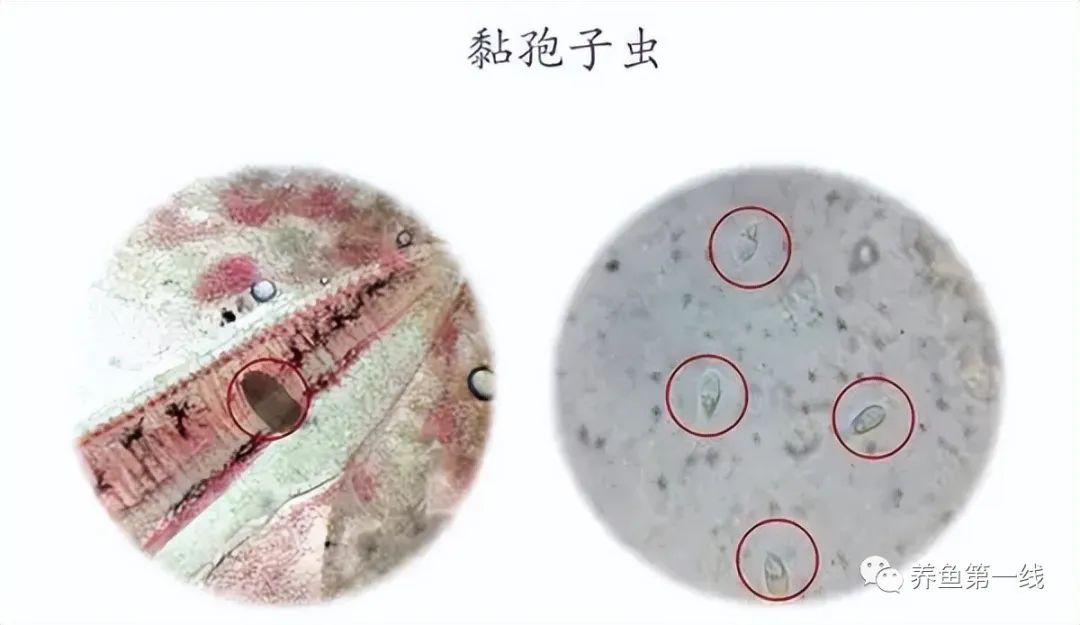 常见十种鱼类寄生虫的基本性状以及辨别诊治方法——水生生物图文欣赏37 知乎 