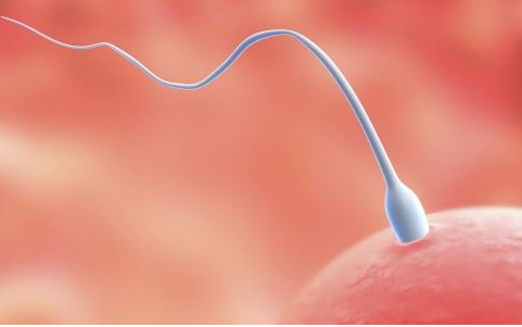 什么是精索静脉曲张症状 v2-61dcf6cac2a21a64498be0395a52a97c_1440w.jpg?source=172ae18b