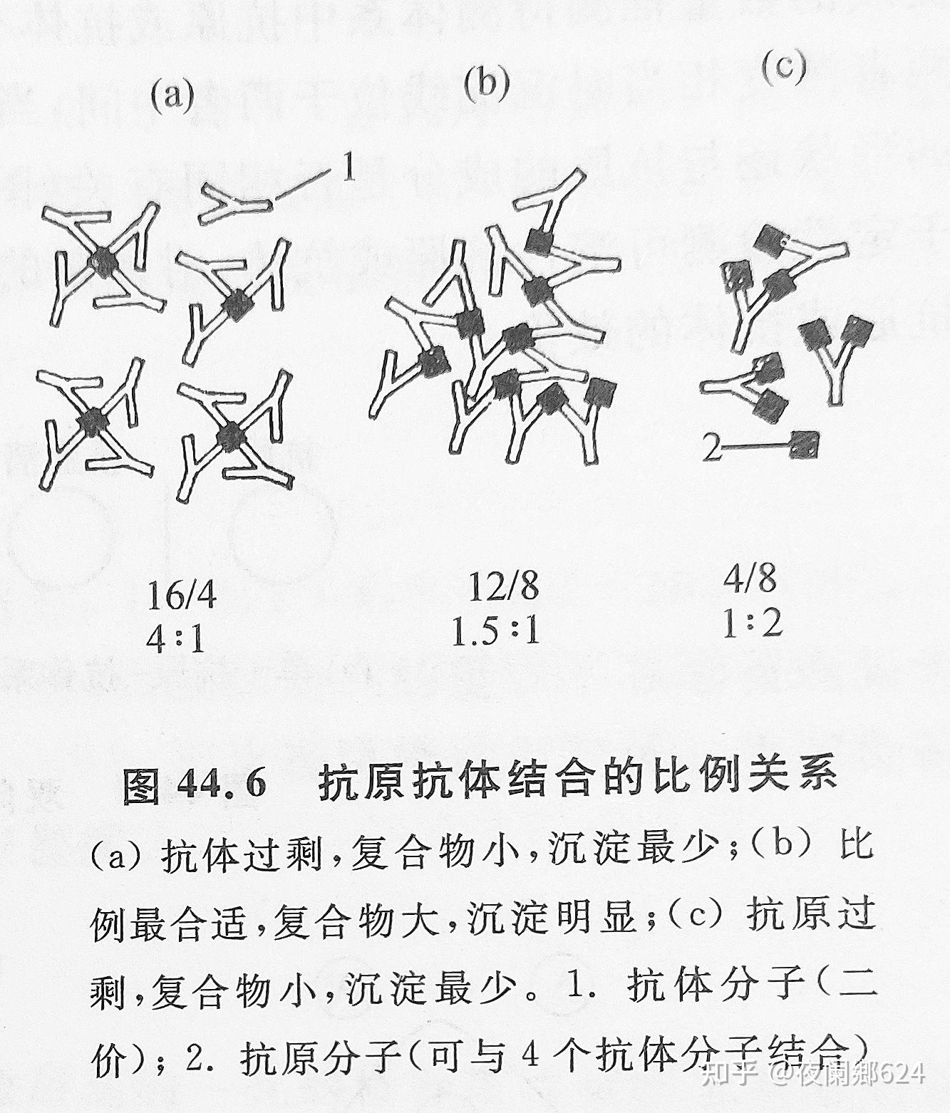 一个抗体为什么分两个叉y字形