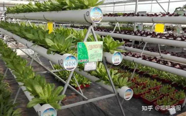 【现代农业】4大现代农业种植模式，13种栽培方式，你用的是哪种？ - 知乎