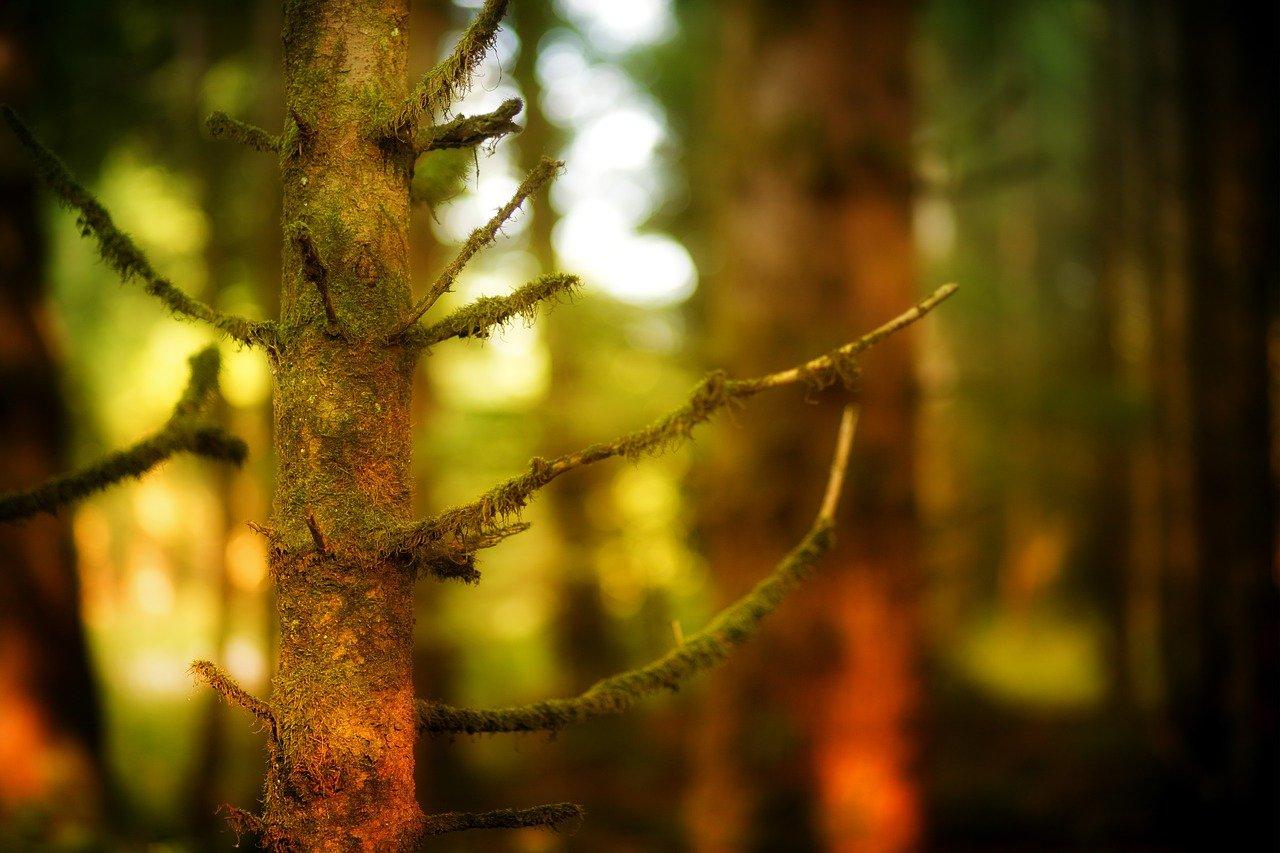 平安树干叶是怎么回事