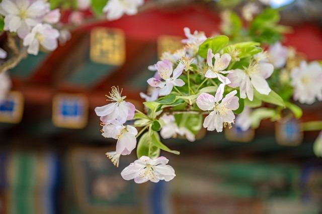 春天拍花小教程 你需要的是趁手的相机和镜头 - 知乎