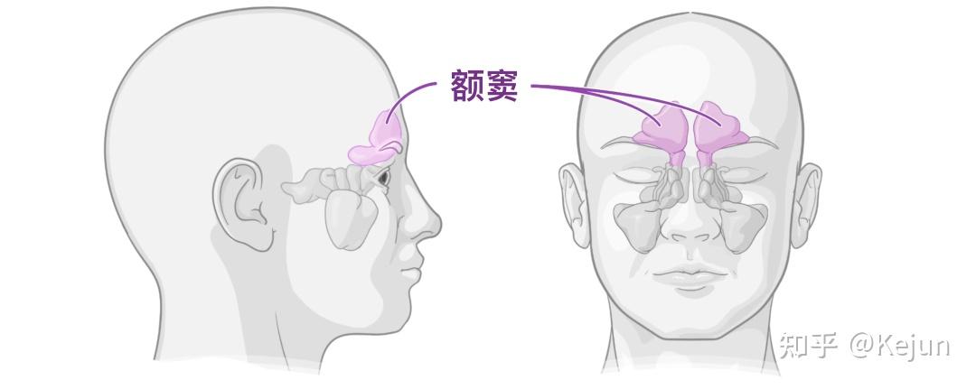 人体解剖学基础——鼻子篇 - 知乎