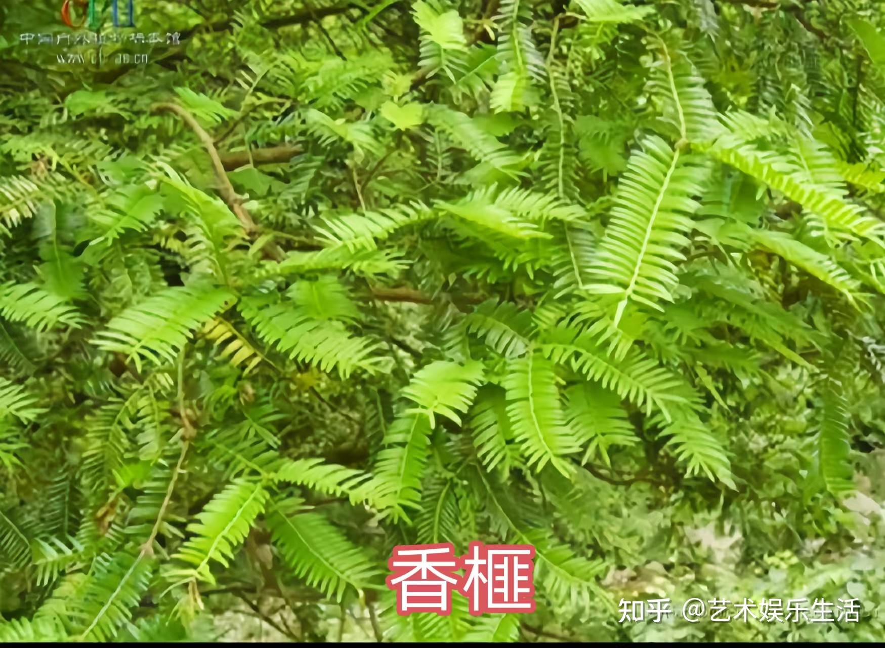 42种我国各市的市树 - 知乎