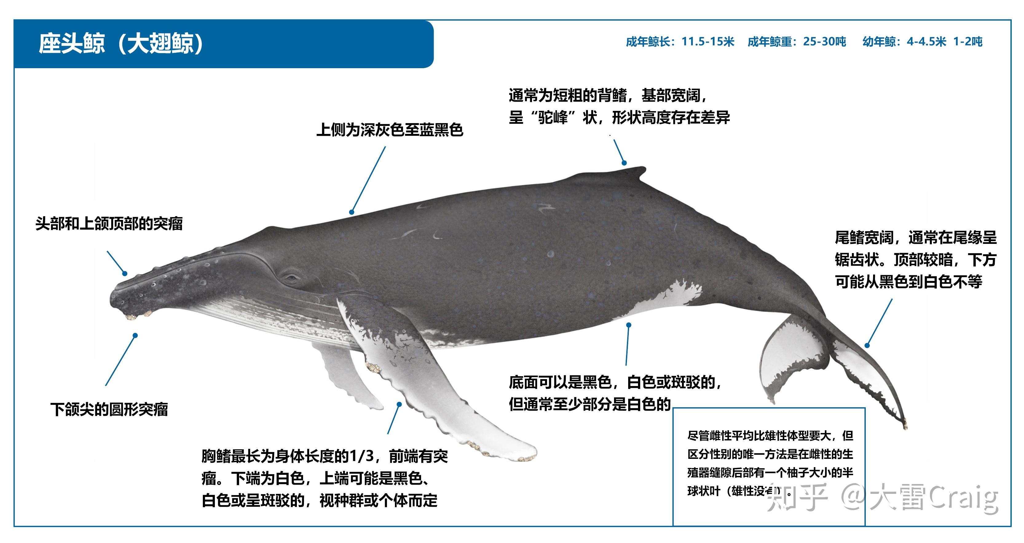 鲸鱼的生殖器长达三米是不是真的。 | 自然控小组 | 果壳网 科技有意思