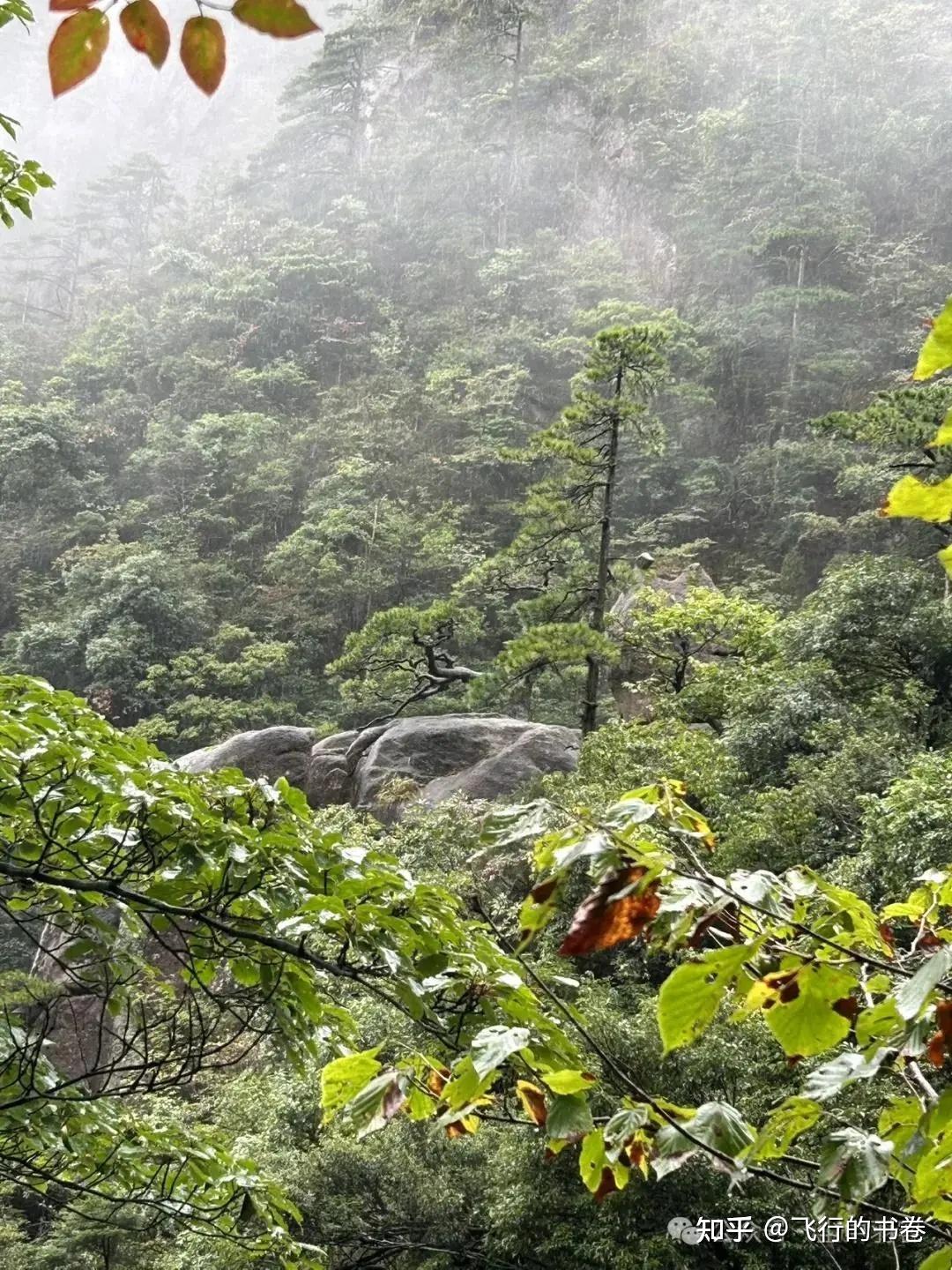 黄山雨中独行记(一):从云谷寺徒步到白鹅岭,一路有啥美景? - 知乎