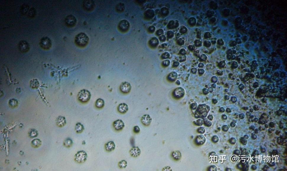 污水处理一千零一问（82）：厌氧生物处理用途及厌氧生物反应器常见问题 - 知乎