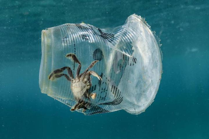 佟丽娅身穿"垃圾"裙上热搜,可鲸鱼胃有40公斤塑料袋
