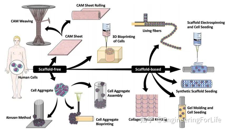 《Biofabrication》综述：血管组织工程的生物制造方法及生物纺织品 - 知乎