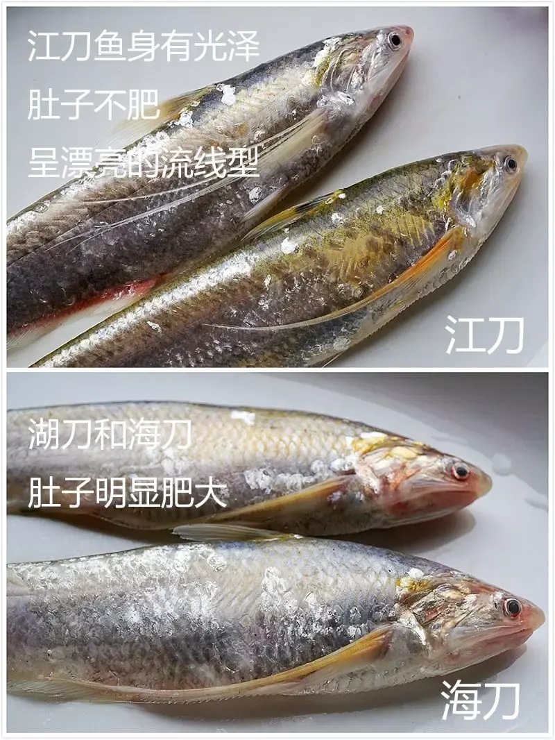 好奇 | 传说中长江第一鲜的刀鱼，究竟有多鲜？ - 知乎