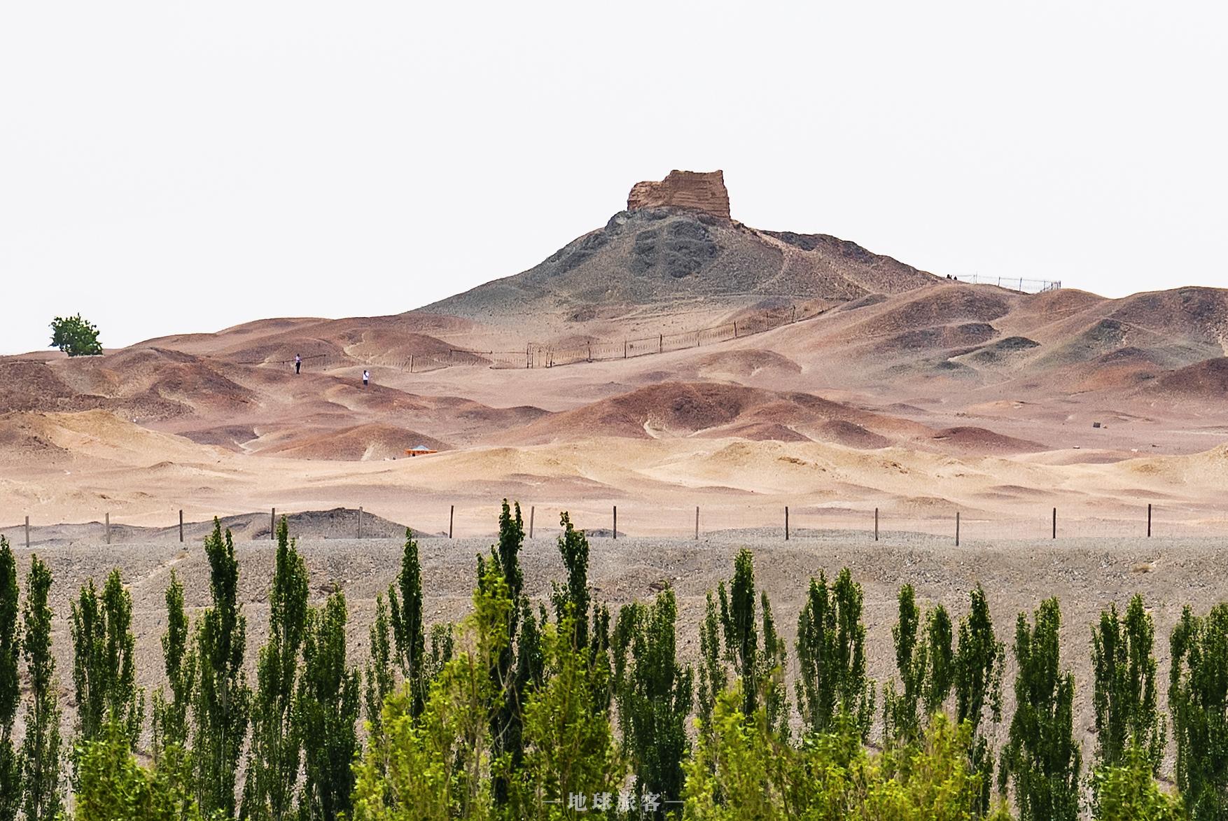 如何看待敦煌阳关林场万亩防护林遭剃光头式砍伐,以葡萄园来作为替代
