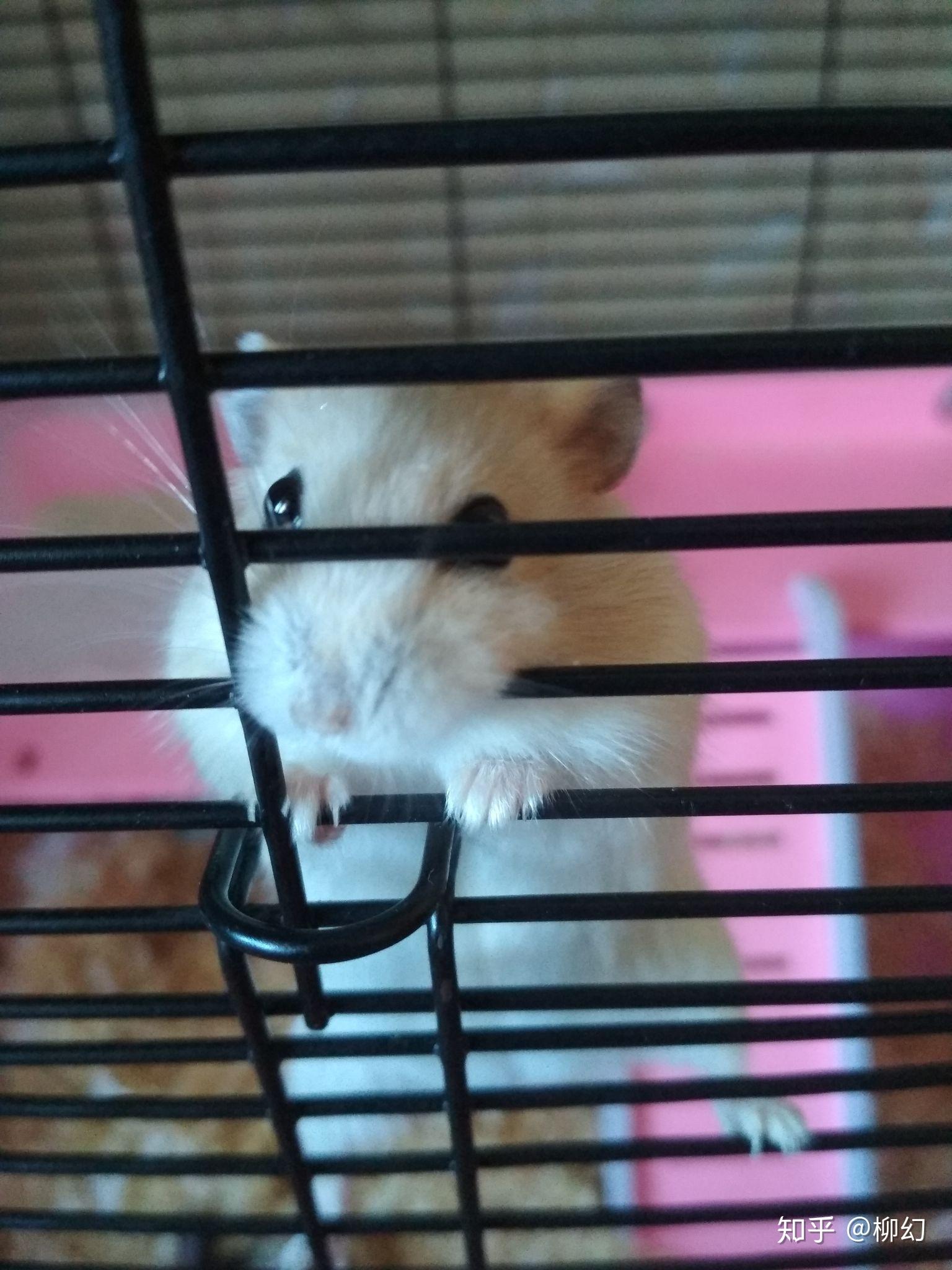 仓鼠突然暴躁的咬笼子是为什么