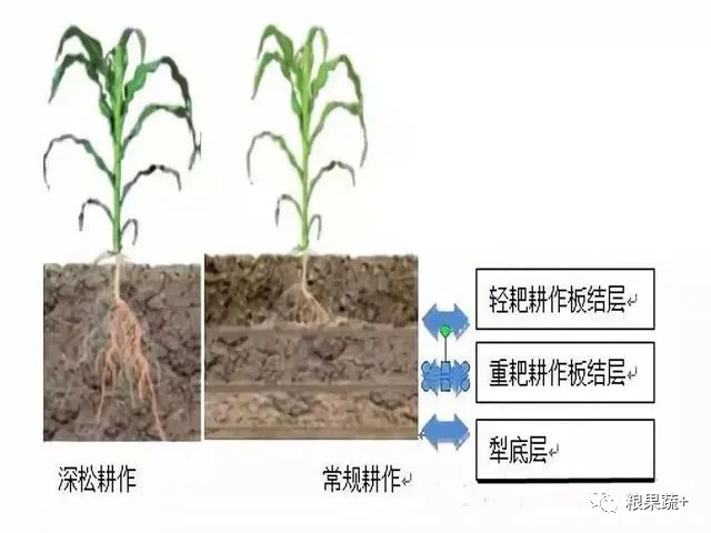 有人说农田耕得越深，庄稼产量越高，是真的吗？ - 知乎