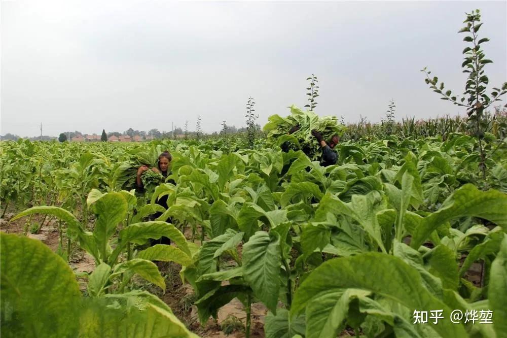 以前的老人抽旱烟用的纸是用唾沫黏住的吗