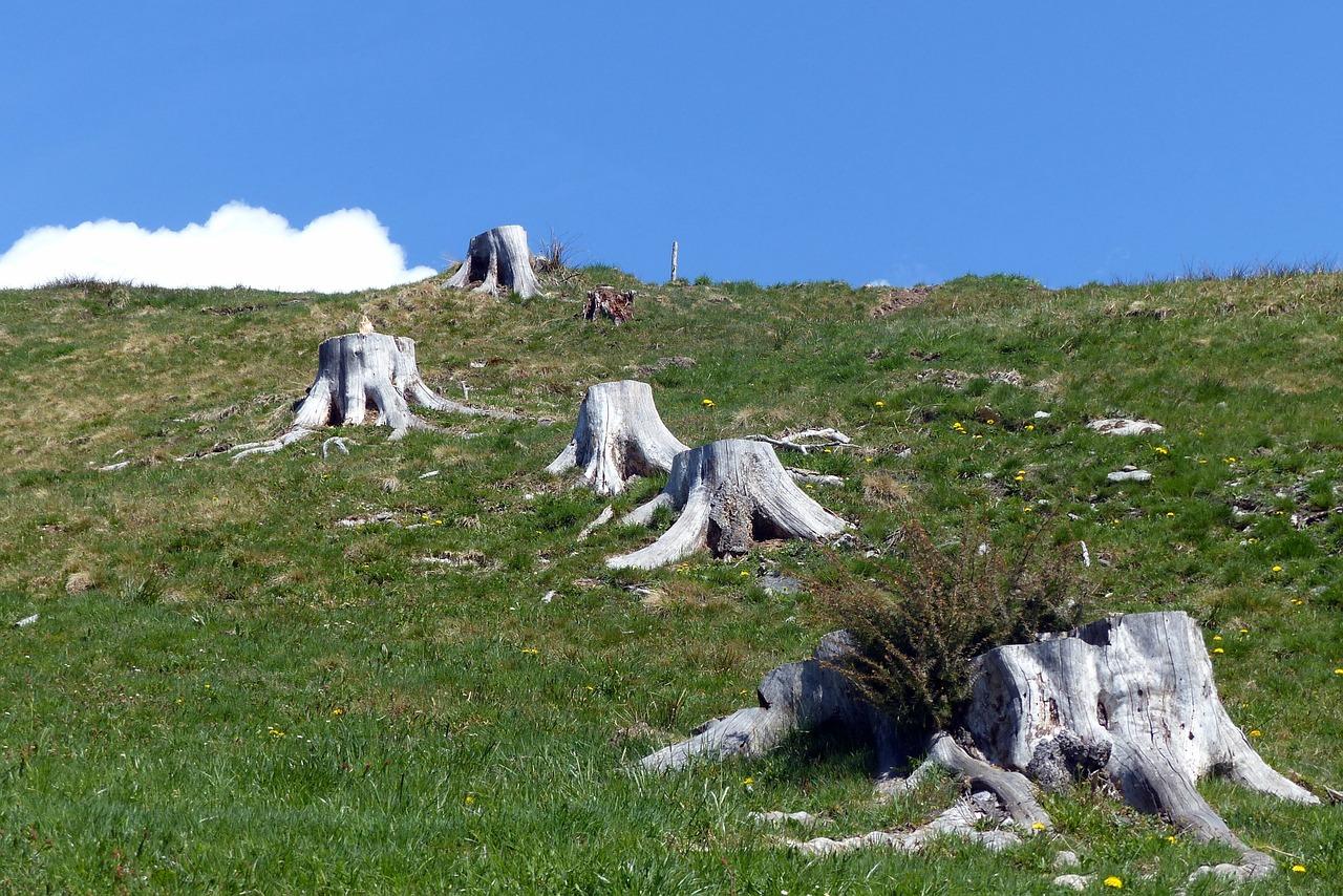 4. 选择合适土壤