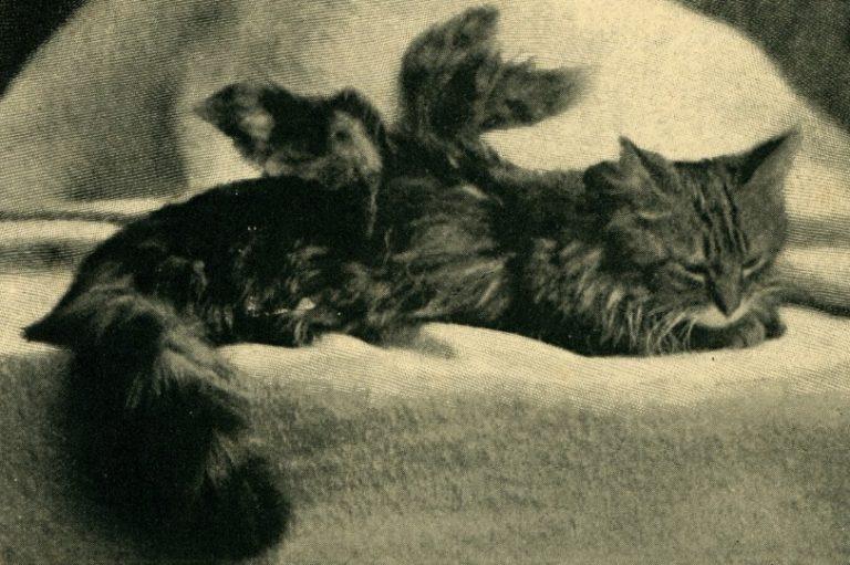 神秘动物学】翼猫（Winged Cat） - 知乎
