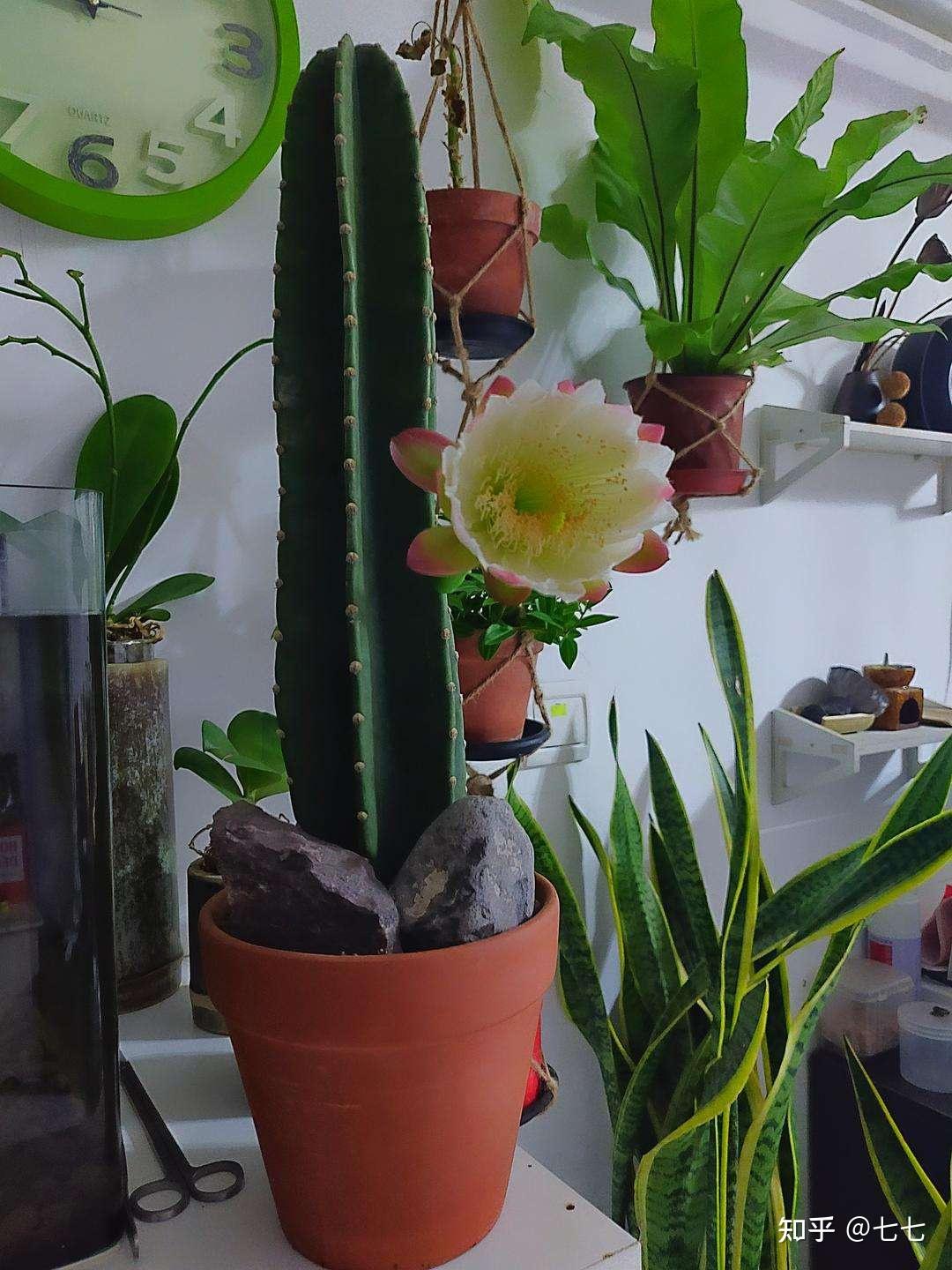 量天尺是一种仙人掌类的植物,笔直生长,盆栽都能长一两米高,地栽的话