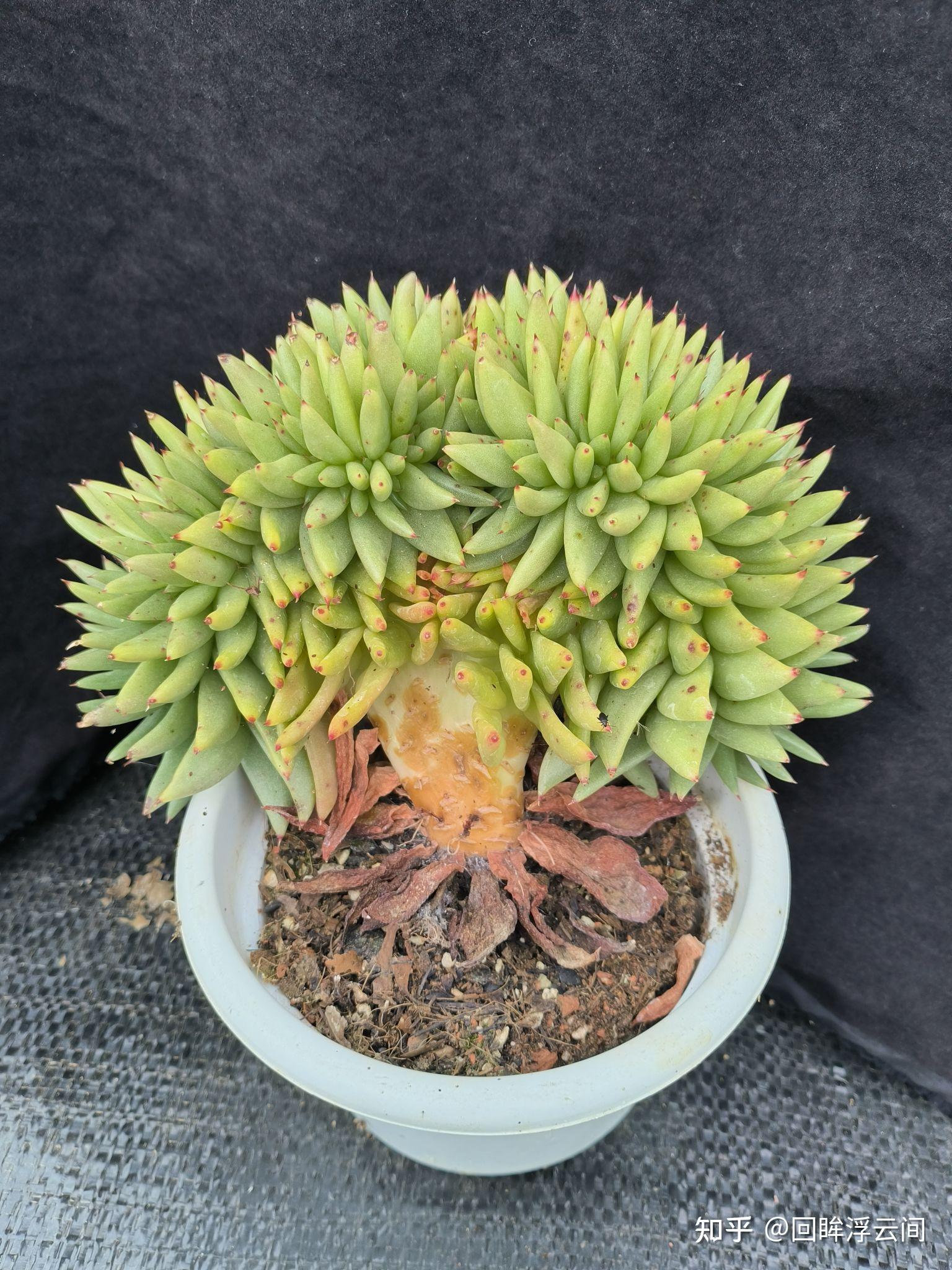 虎鲸缀化
