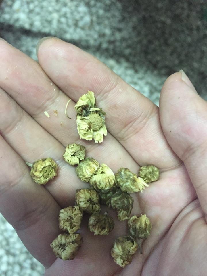 怎麼辨別杭白胎菊是否發黴