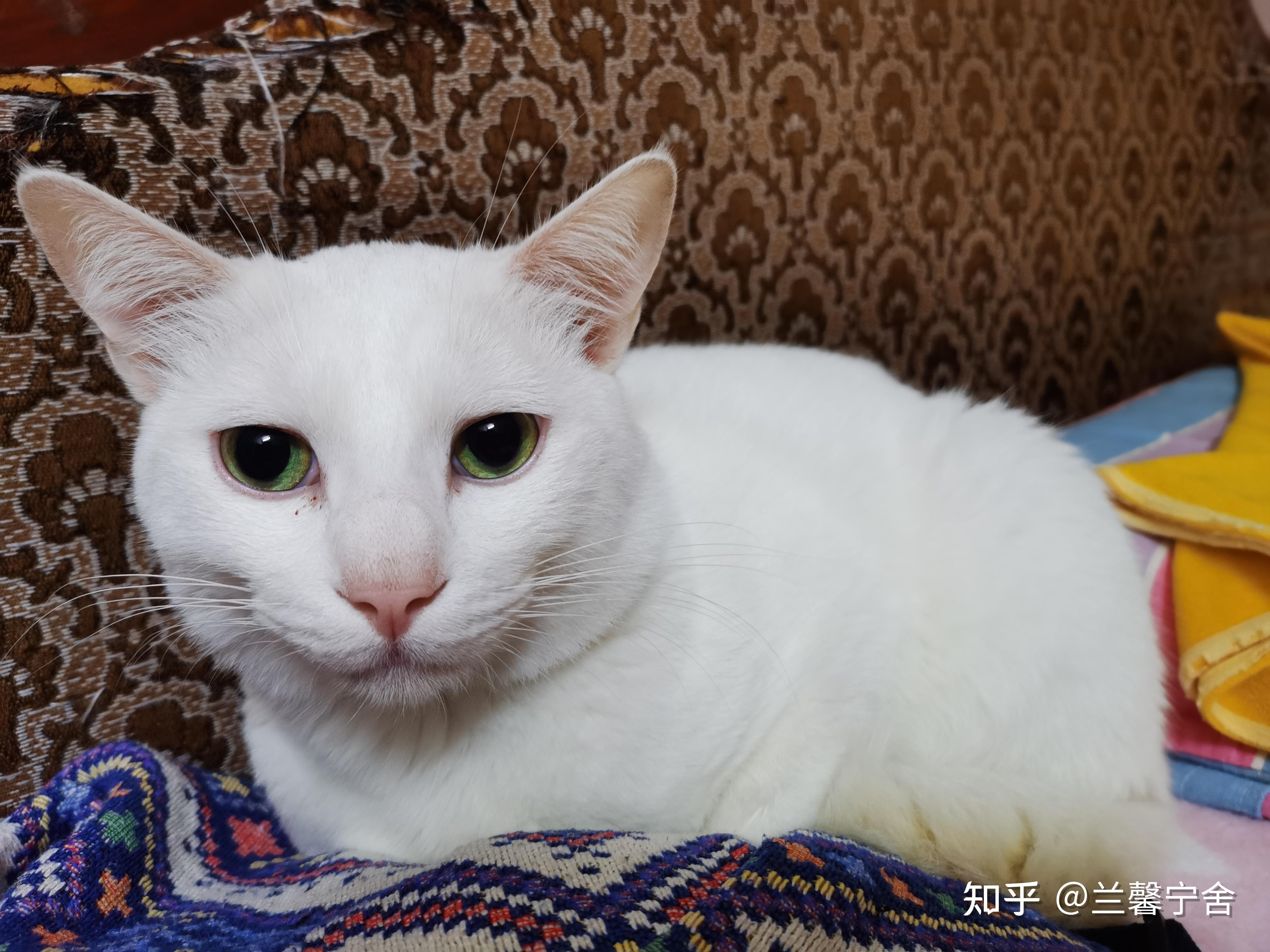 如果失去猫后，还会不会继续养猫？ 知乎