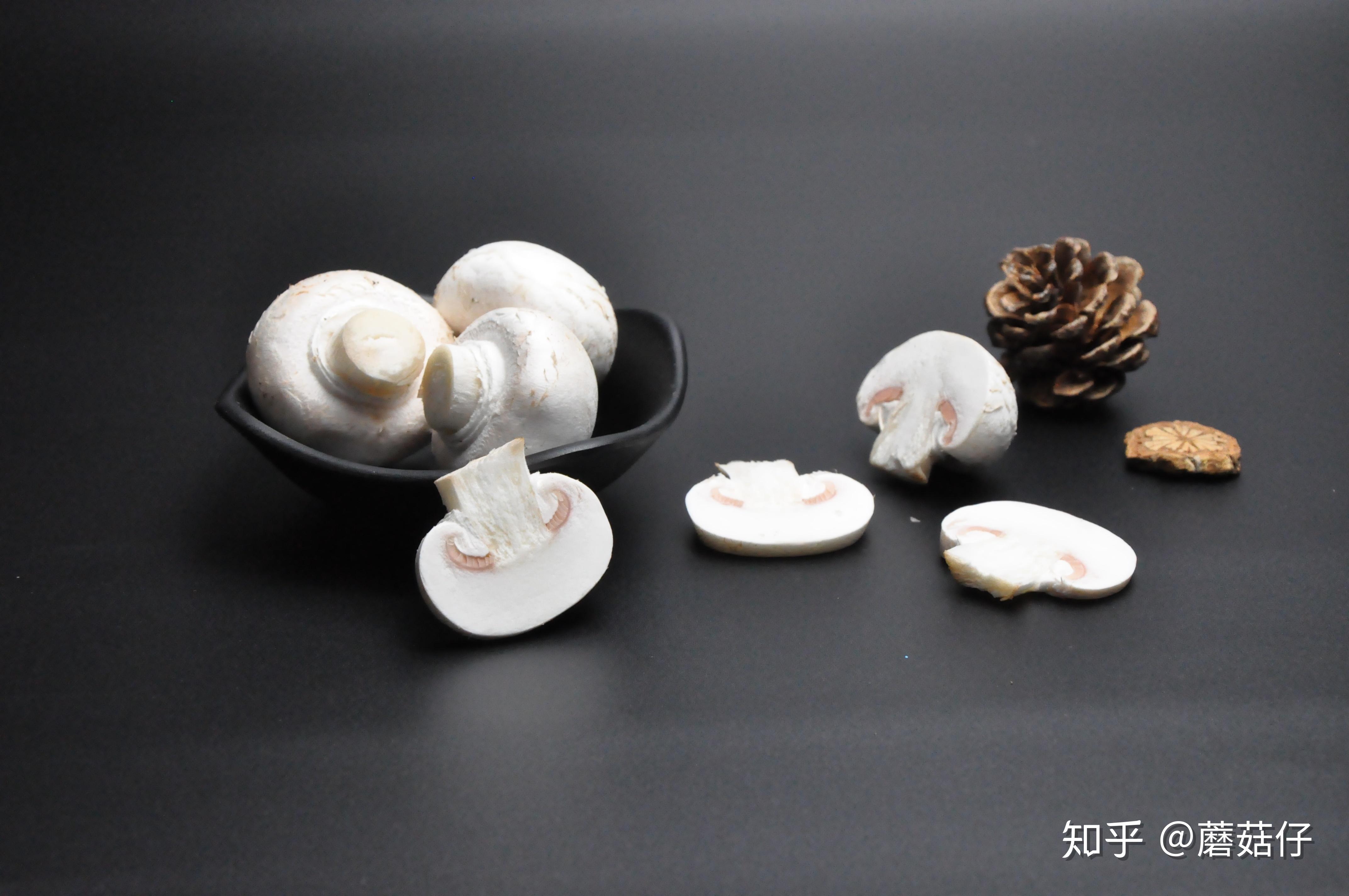 有种白色蘑菇像圆球一样是什么蘑菇