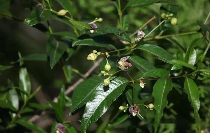 【植物界全系列】夹竹桃科—杠柳亚科 - 知乎