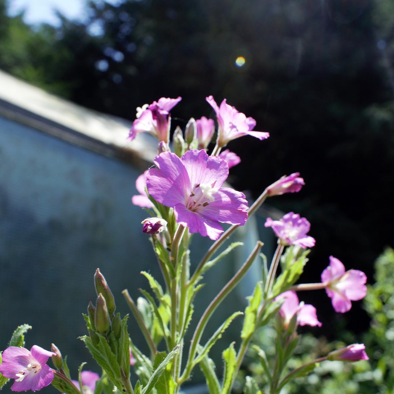 什么肥料长枝干