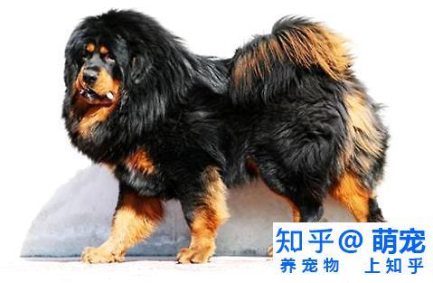 鬼獒和藏獒哪个厉害? 鬼獒pk藏獒 - 知乎