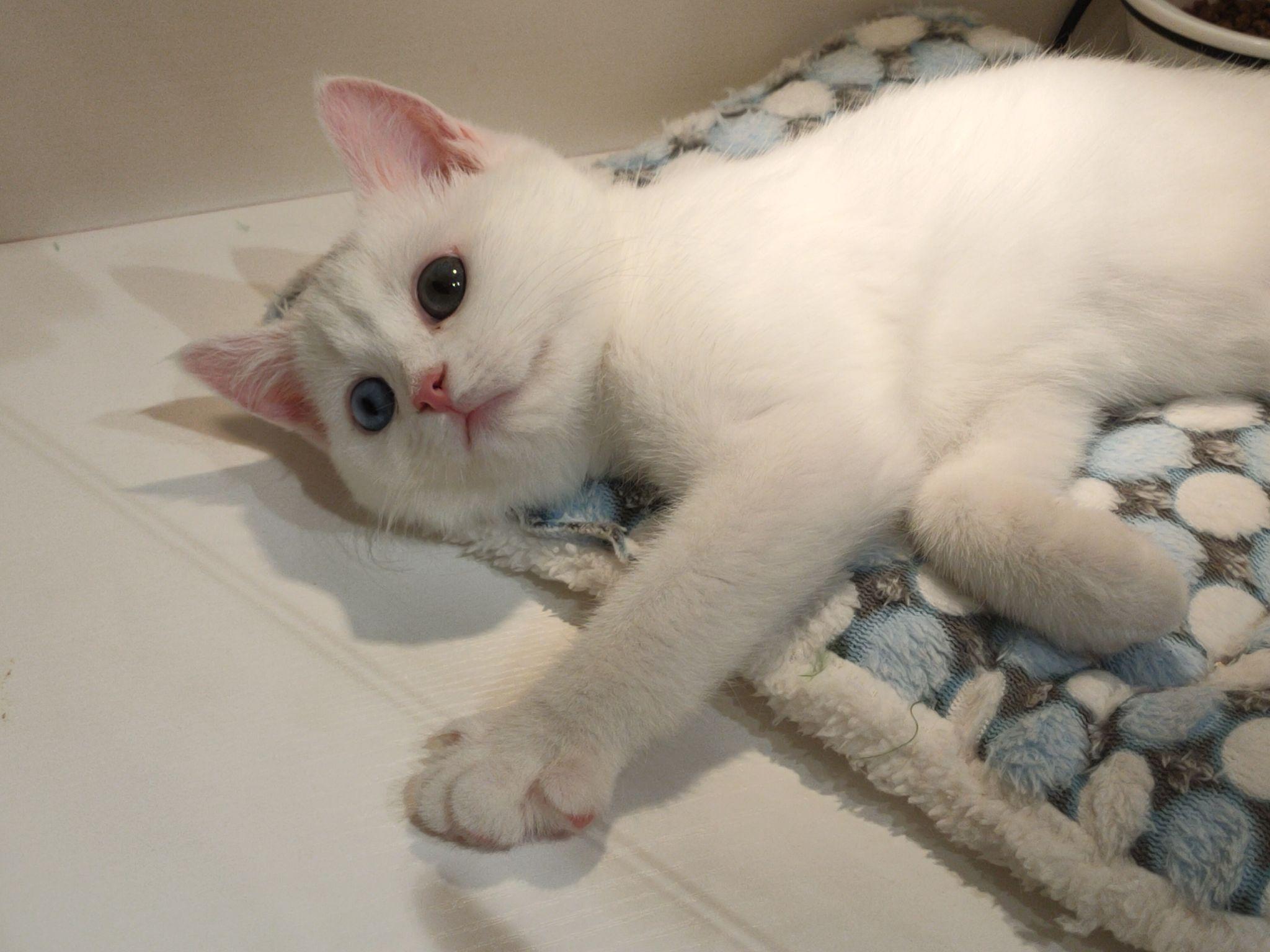 纯白英短跟普通白猫的区别到底在哪里