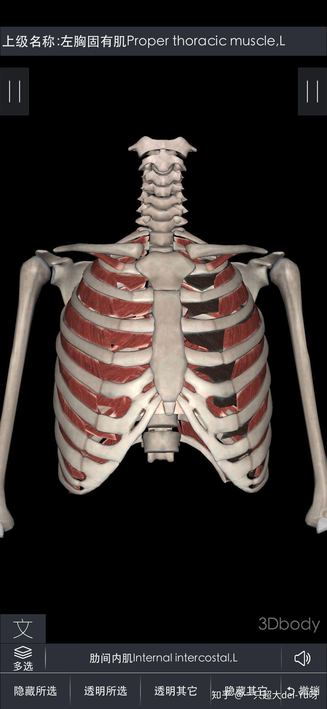 胸骨与肋骨的结构图,胸骨与肋骨交界处 - 伤感说说吧