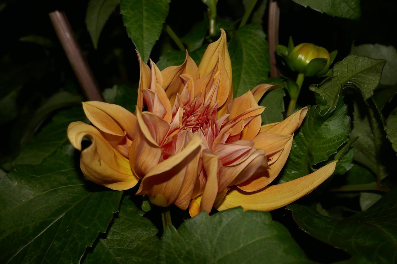 黄骅大华家园在哪里