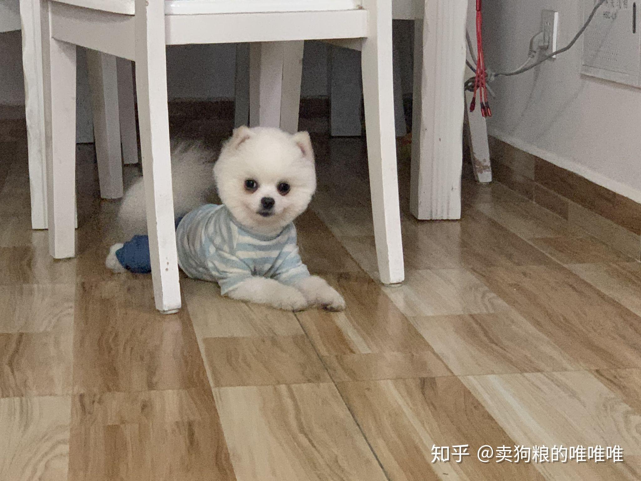 便宜小狗20元以下 v2-63883fac7b5e15ee3ee522050fc9072a_r.jpg