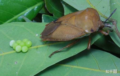 有大佬知道这个绿色的是什么吗