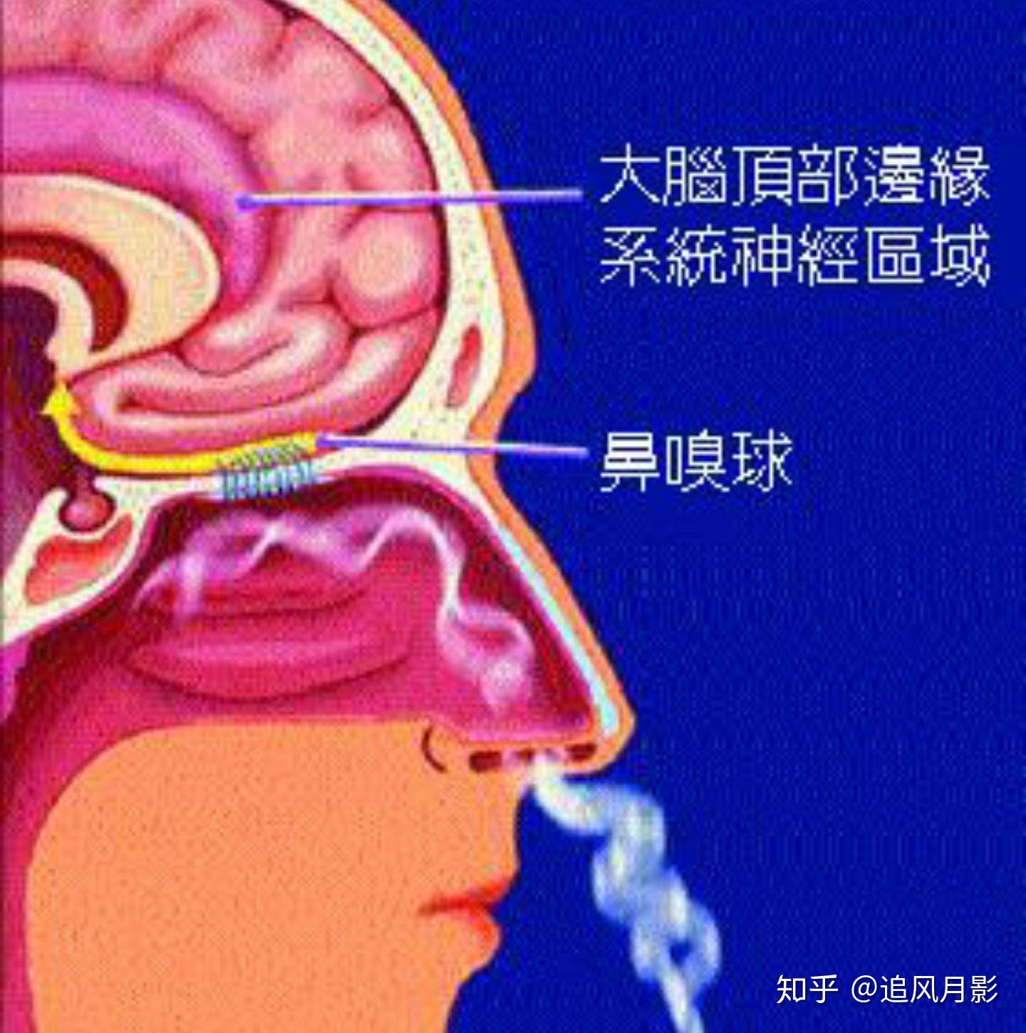 为什么鼻子通着气缺闻不到味道呢? - 知乎