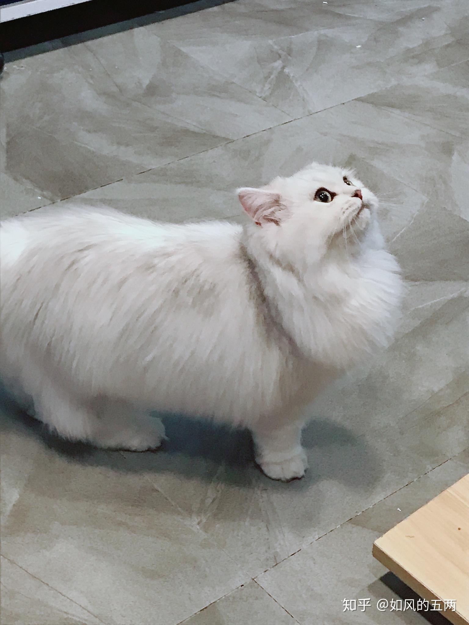 公金吉拉和母英短配出来的猫大概率都是什么样子