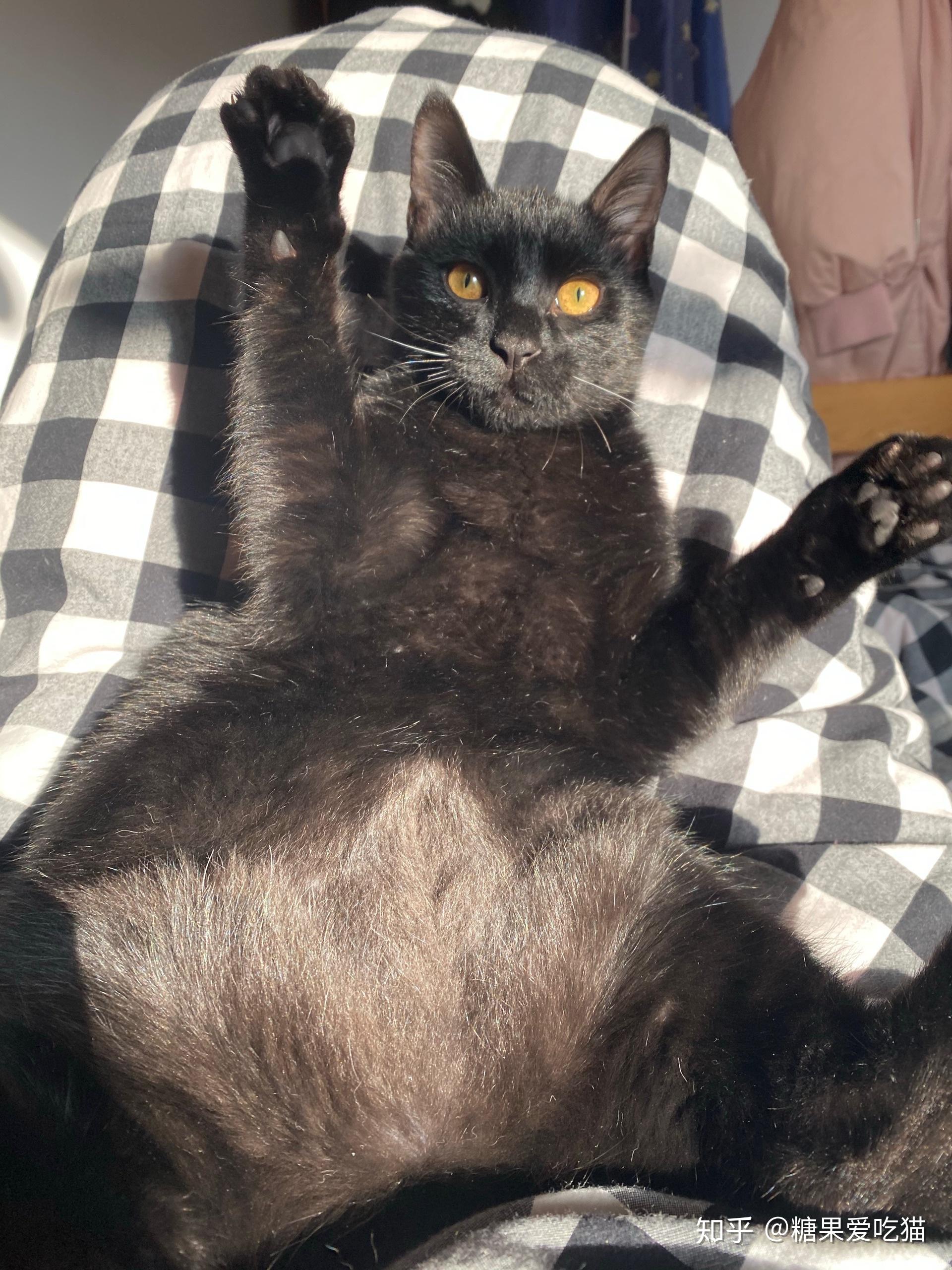 什么是玄猫,什么样的人适合养玄猫,有什么禁忌吗? - 知乎