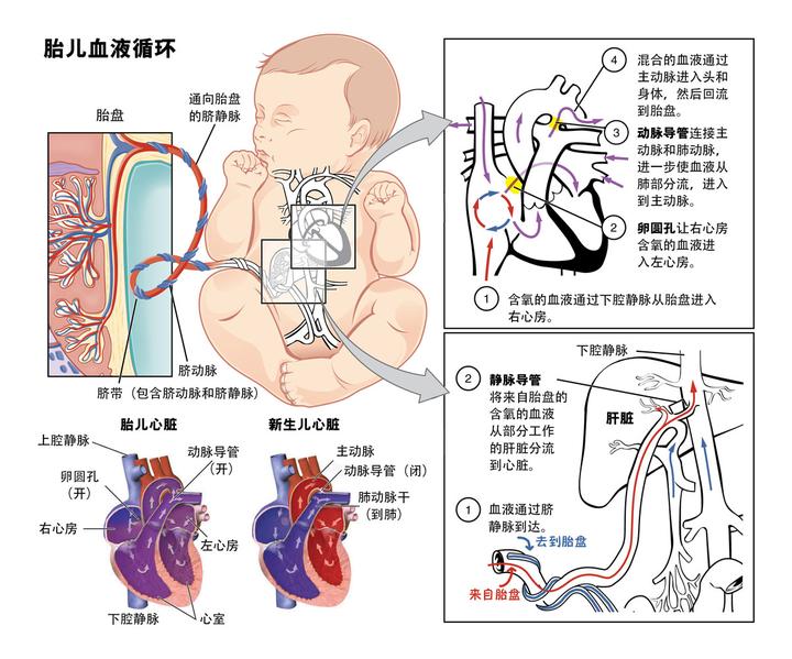 胎儿是如何进行血液循环的?
