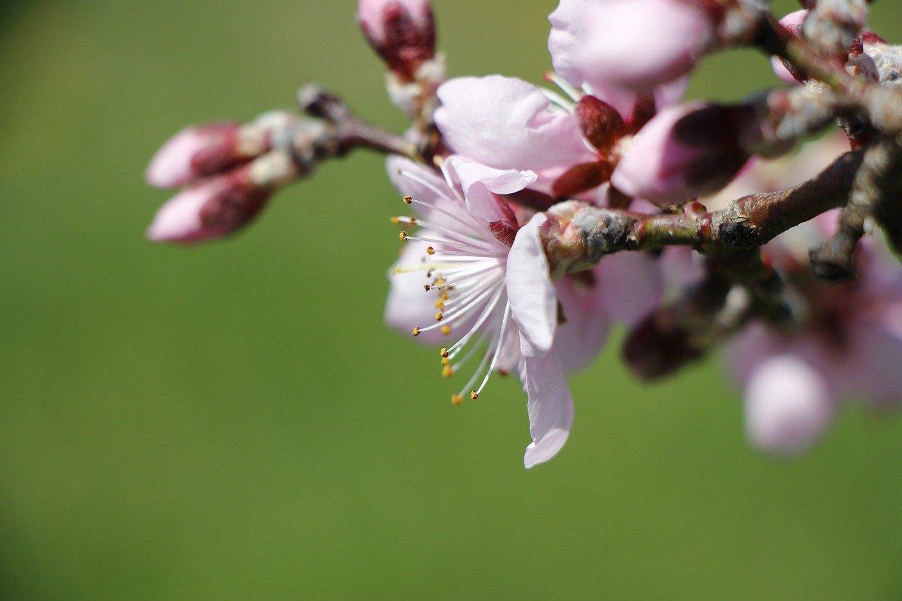 杏花园在什么地方