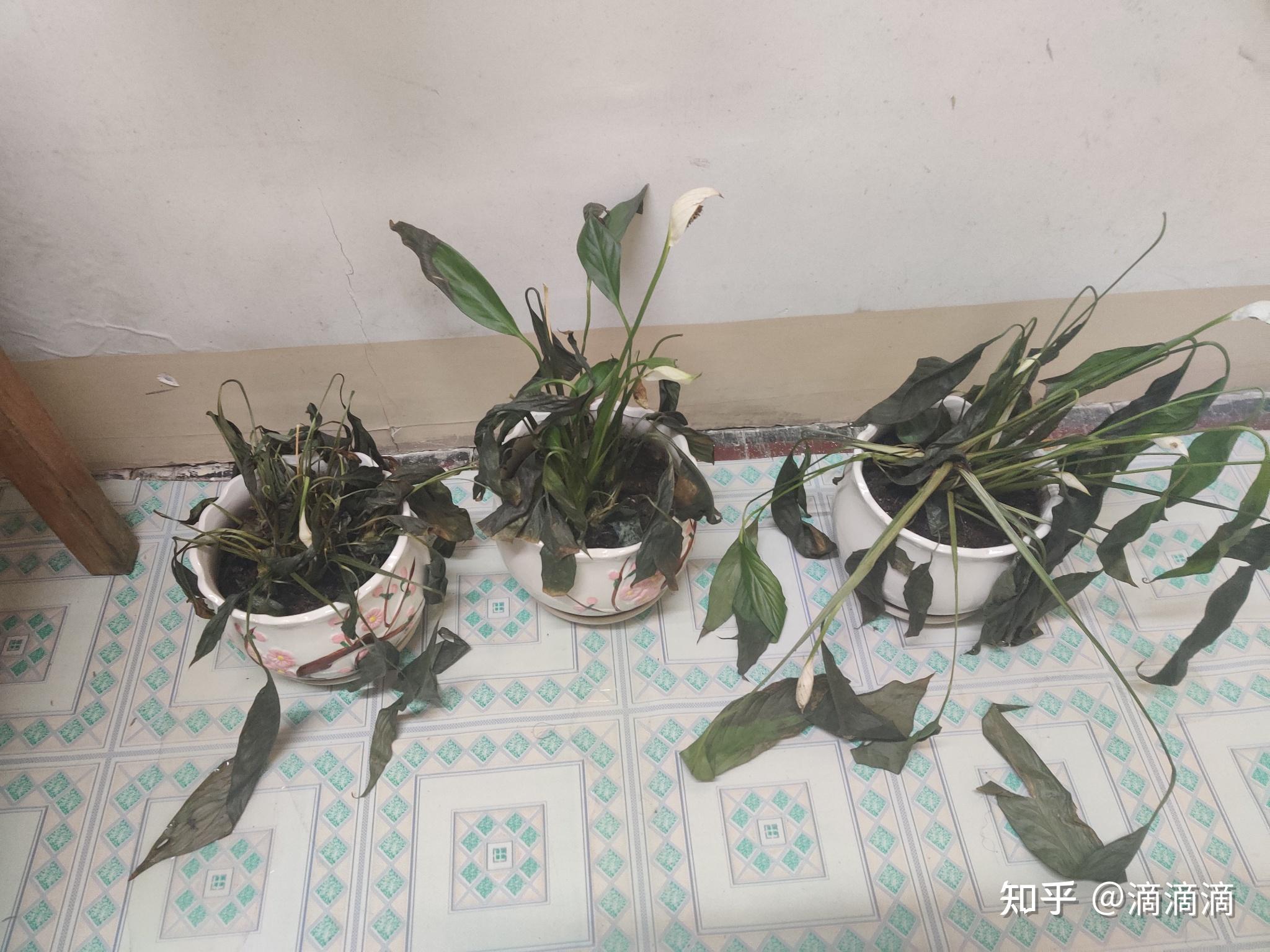 白掌枯成这样是什么原因