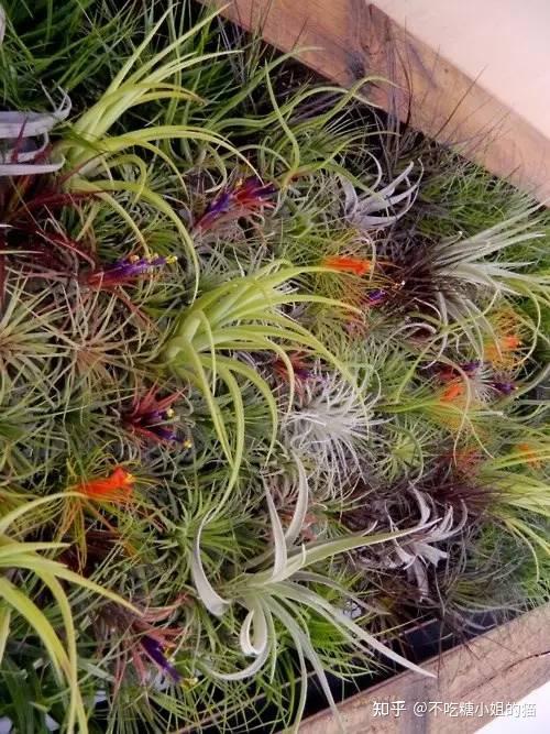 有一种植物,不需要土,只需要“空气”就能活... - 知乎