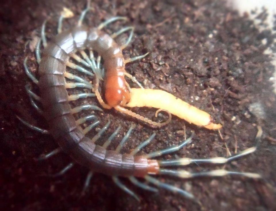 这是什么种类的蜈蚣房间进蜈蚣了怎么办