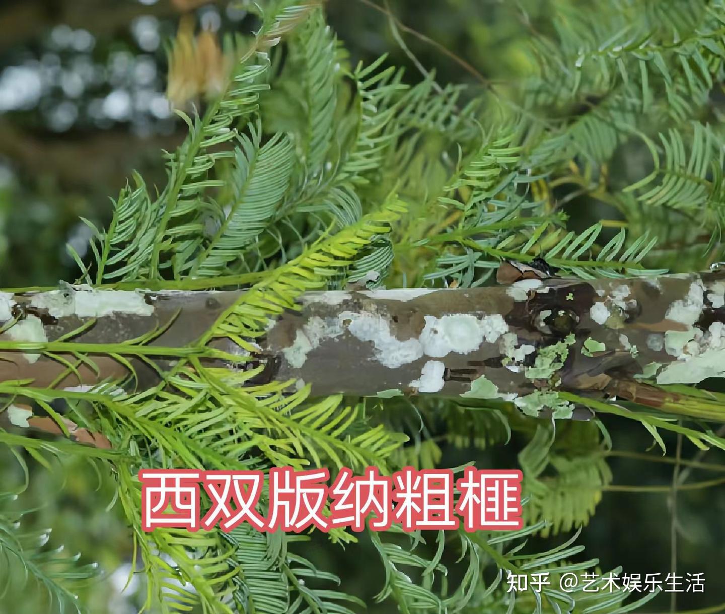 12种三尖杉科的植物 - 知乎